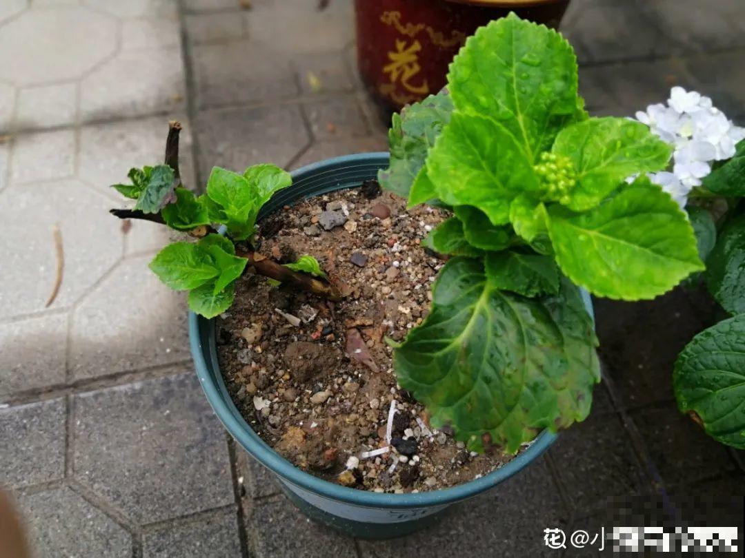 春天花要苏醒了，快施肥，新芽狂窜不断