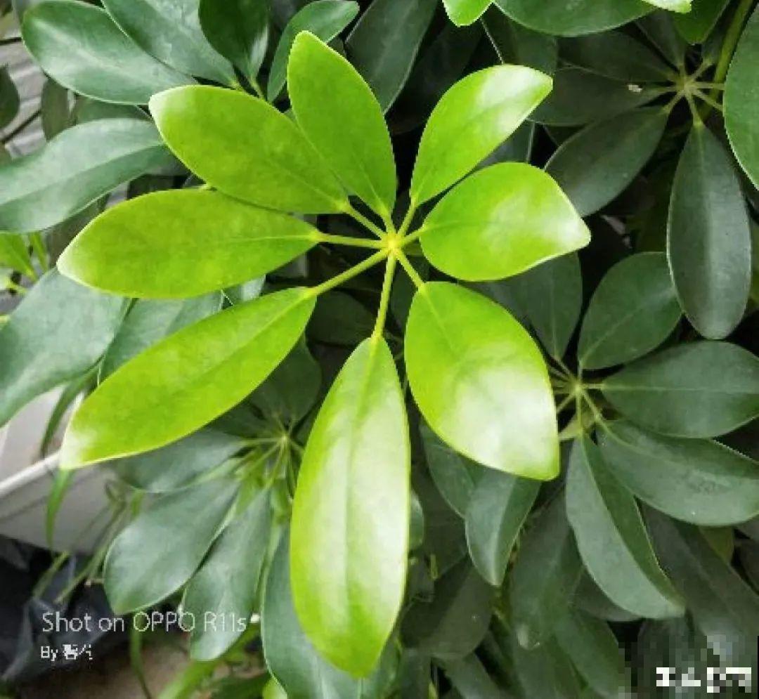 24种花,净化空气最厉害,绿萝竟然倒数! 24种花,净化空气最厉害,绿萝竟然倒数!