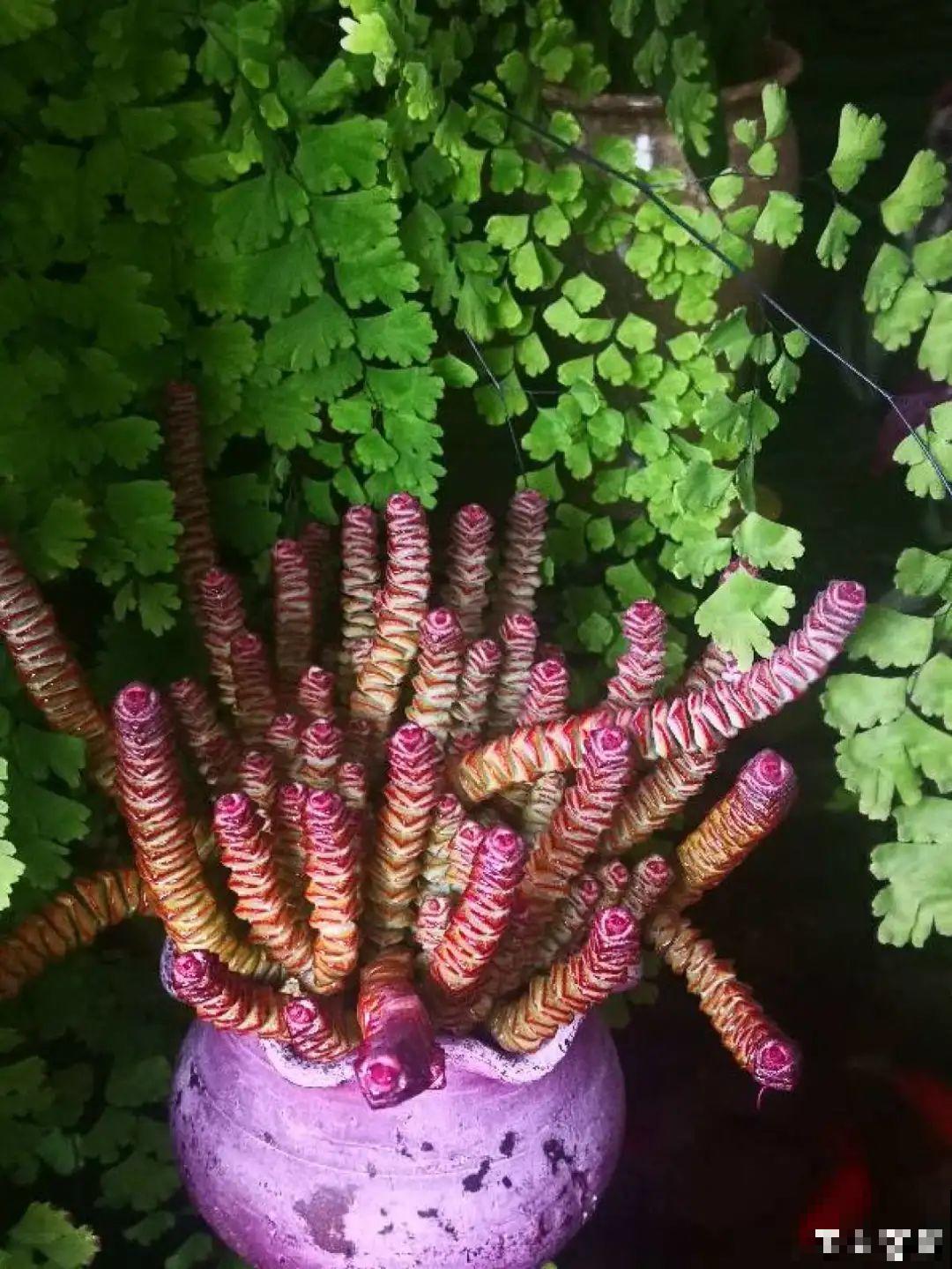 寒潮过后,多肉美出天际,颜色鲜艳明亮,真馋人! 寒潮过后,多肉美出天际,颜色鲜艳明亮,真馋人!