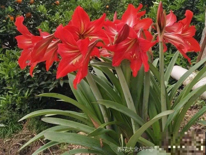 16种高颜值花，冬天耐寒不娇气，新手也能养爆盆