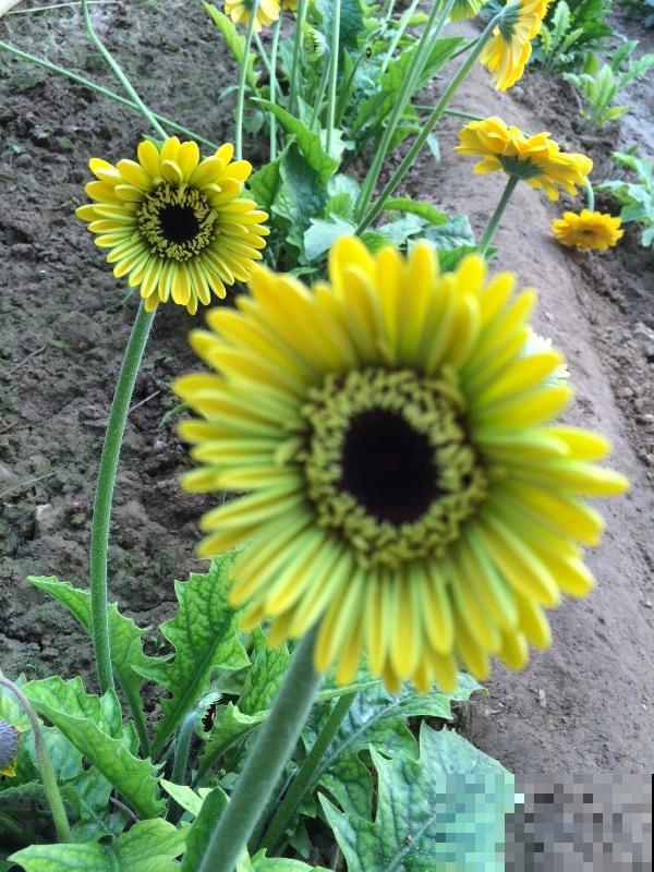 婚礼用花有讲究，这5种最适合出现在婚礼上，浪漫唯美寓意好！