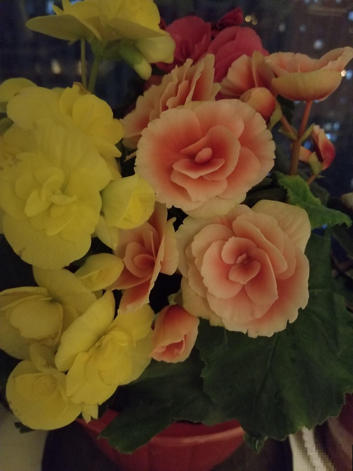 老花农多年总结出的经验，做好这4件事，肯定能养好丽格海棠！