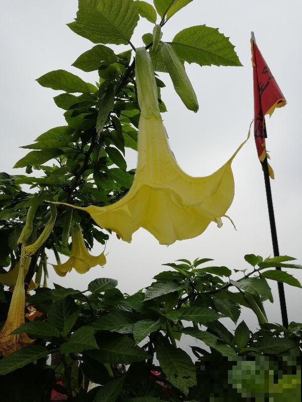 曼陀罗花不能养在家里，对身体不好，还可能招来麻烦