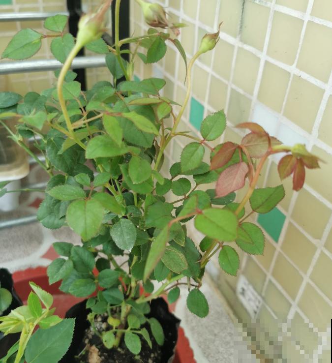 月季养护要选择合适的盆，不能盲目跟风，不然很难爆盆