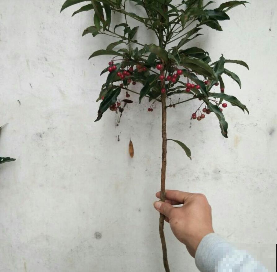 这种花叫红凉伞，结出无数小红果，过年摆着正好！