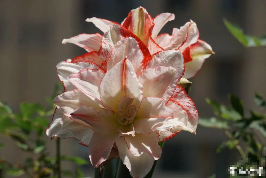 朱顶红埋土里，如何能年年开花，球变大、变多？