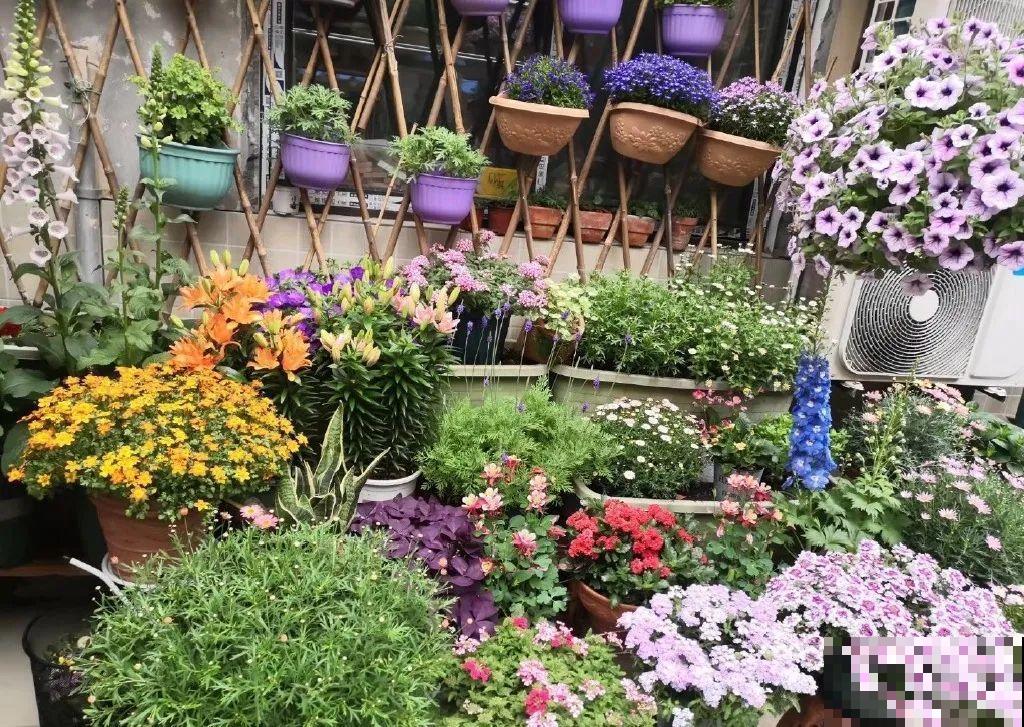 5年的花园，消失只要3天，全没了……