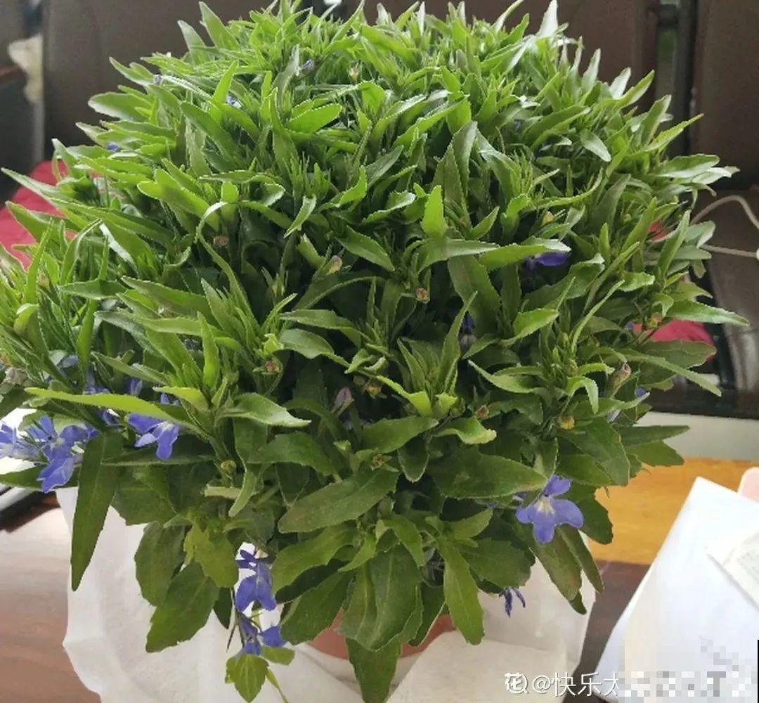 20种花春天开得正盛,花期长、容易爆花,虫害少! 20种花春天开得正盛,花期长、容易爆花,虫害少!