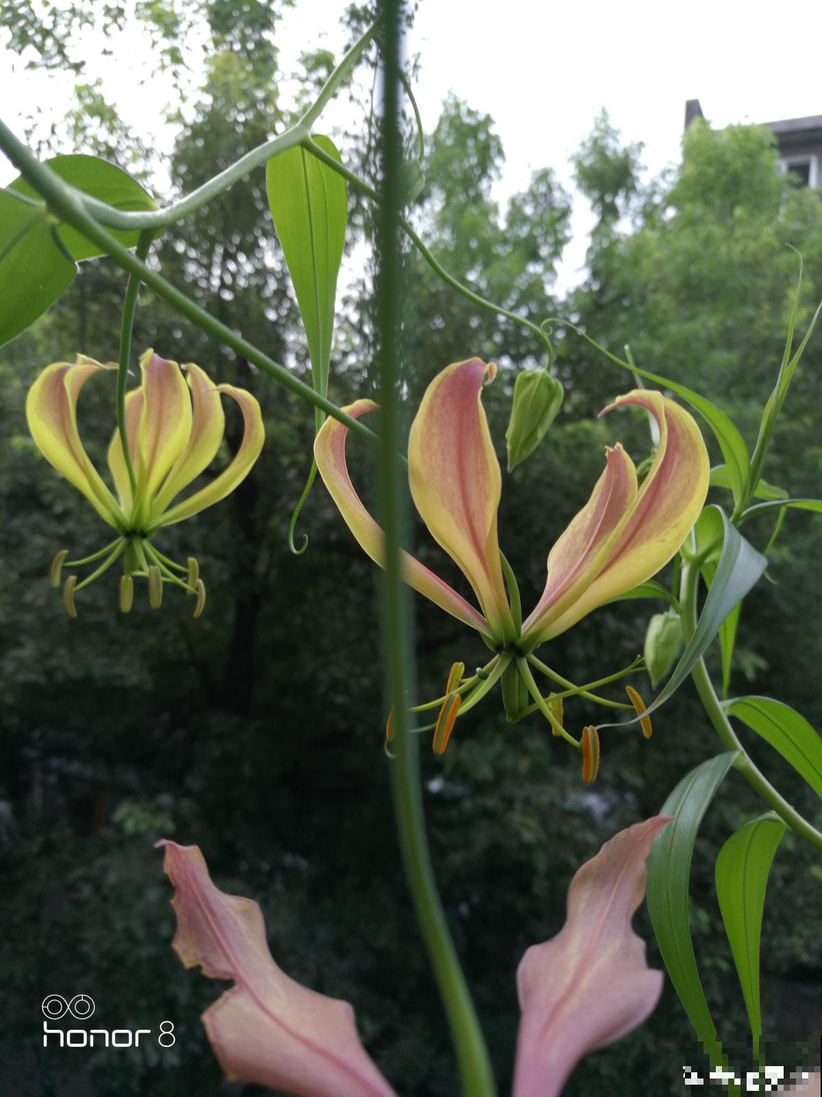 春天养盆“火焰”花，开花红红火火，一年都旺运