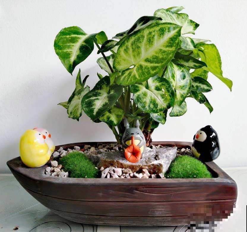 超耐阴的花,北阳台也能养,叶子美得像油画 超耐阴的花,北阳台也能养,叶子美得像油画