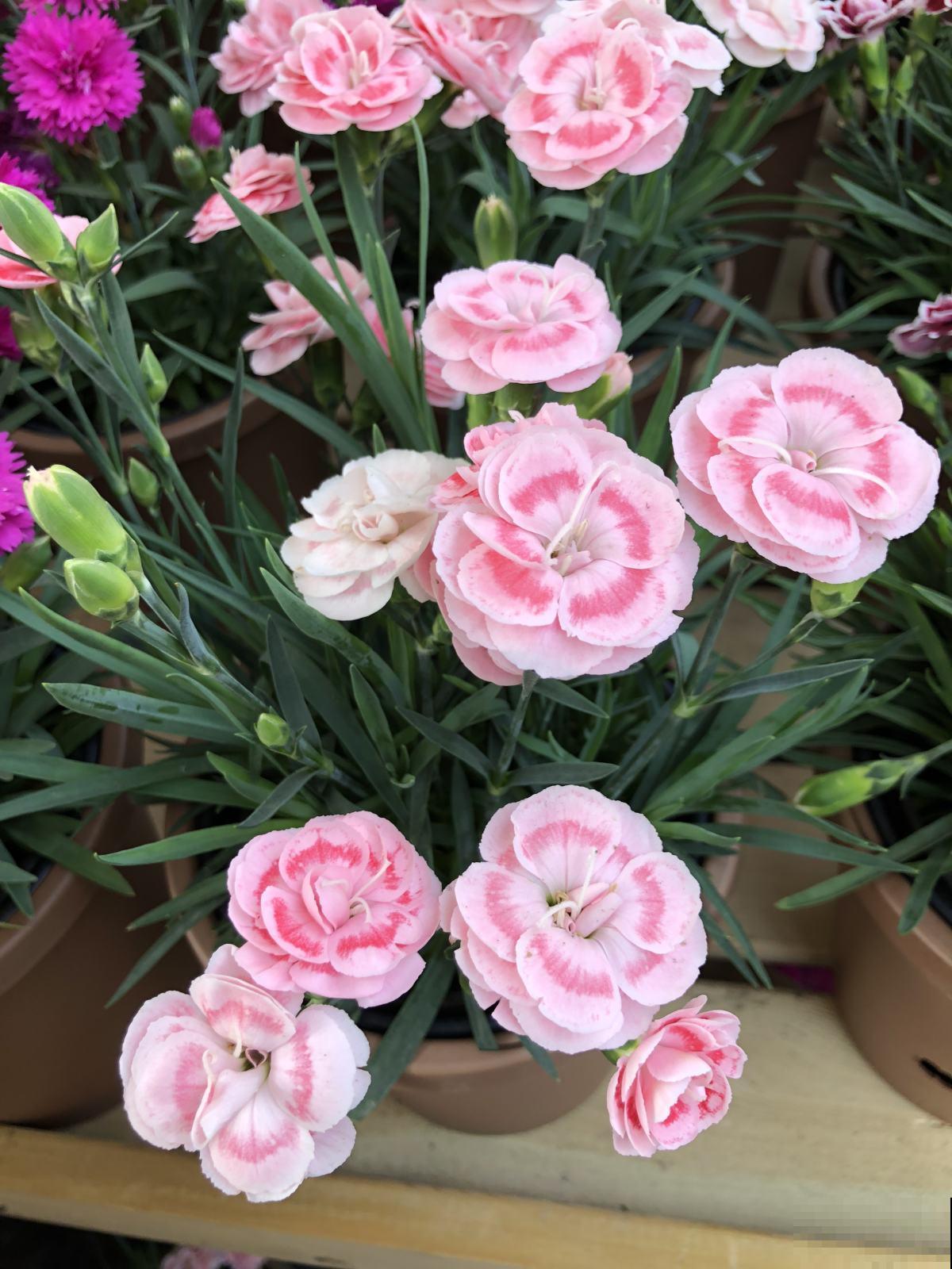 石竹花开花漂亮，养护起来还很简单，家里有院子的一定不要错过！