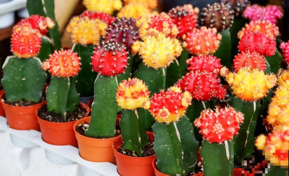 染色大葱？卫生纸一擦就掉色，真细思极恐