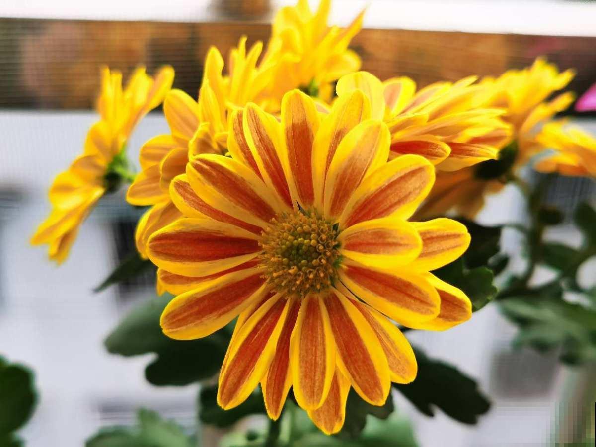 养花也讲究缘分，和花有缘的人，都有这5个特点