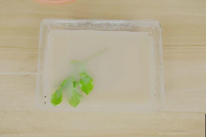 现在扦插超好活，剪根枝，捂3天，冒出狗牙根！