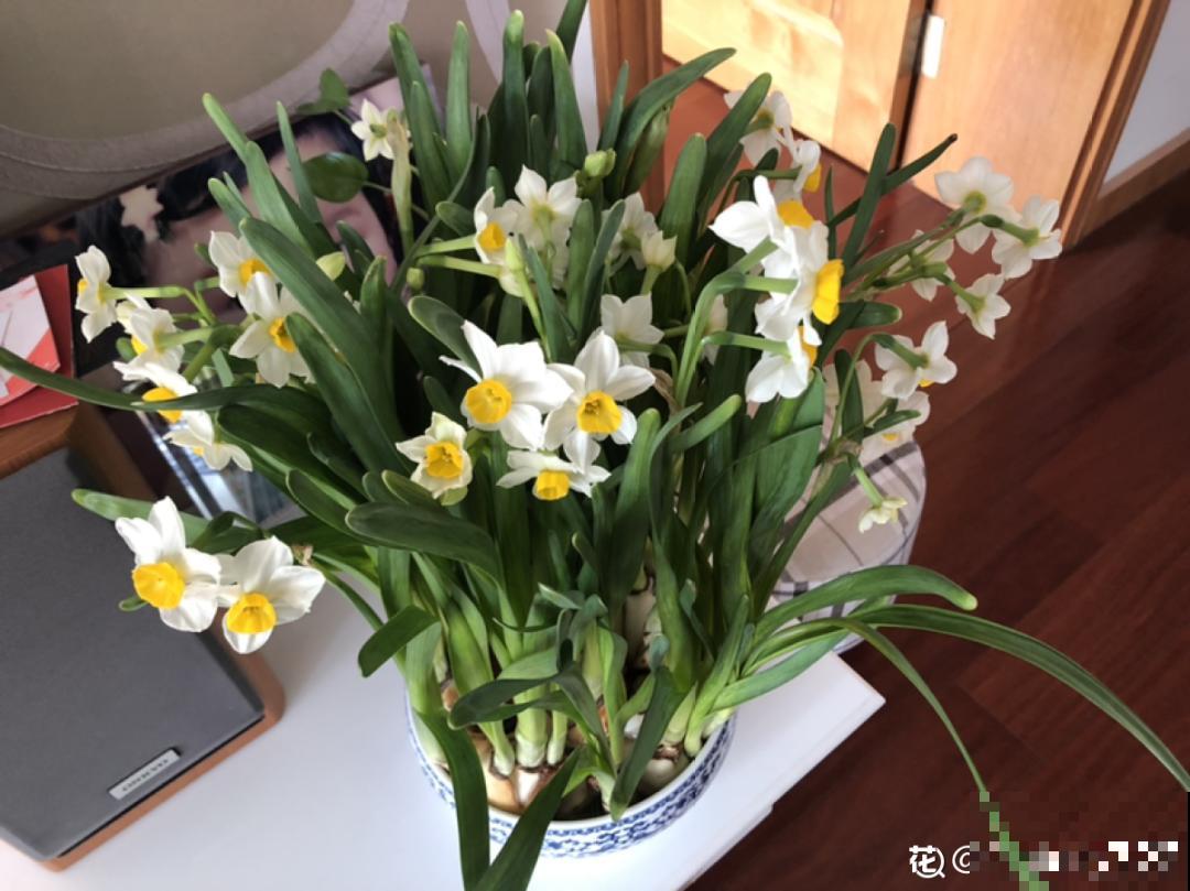 牙签串大蒜，冒充七彩水仙？千万别上当！