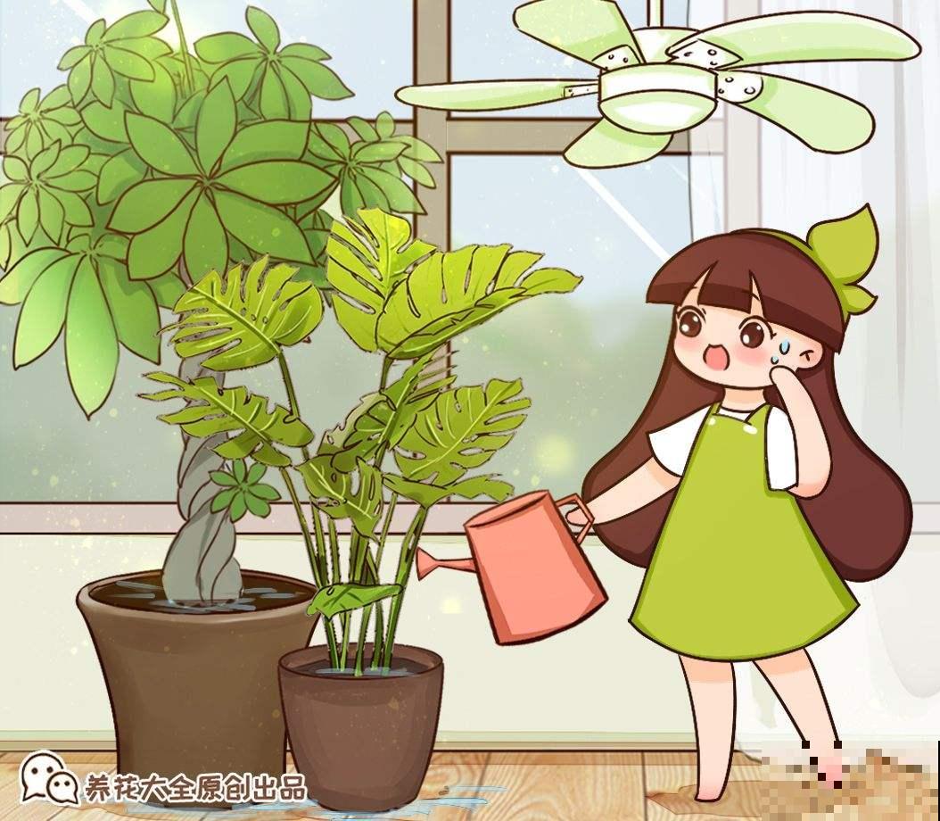 年前大扫除，别忘了给花卉也洗个澡，干净清爽又美观！