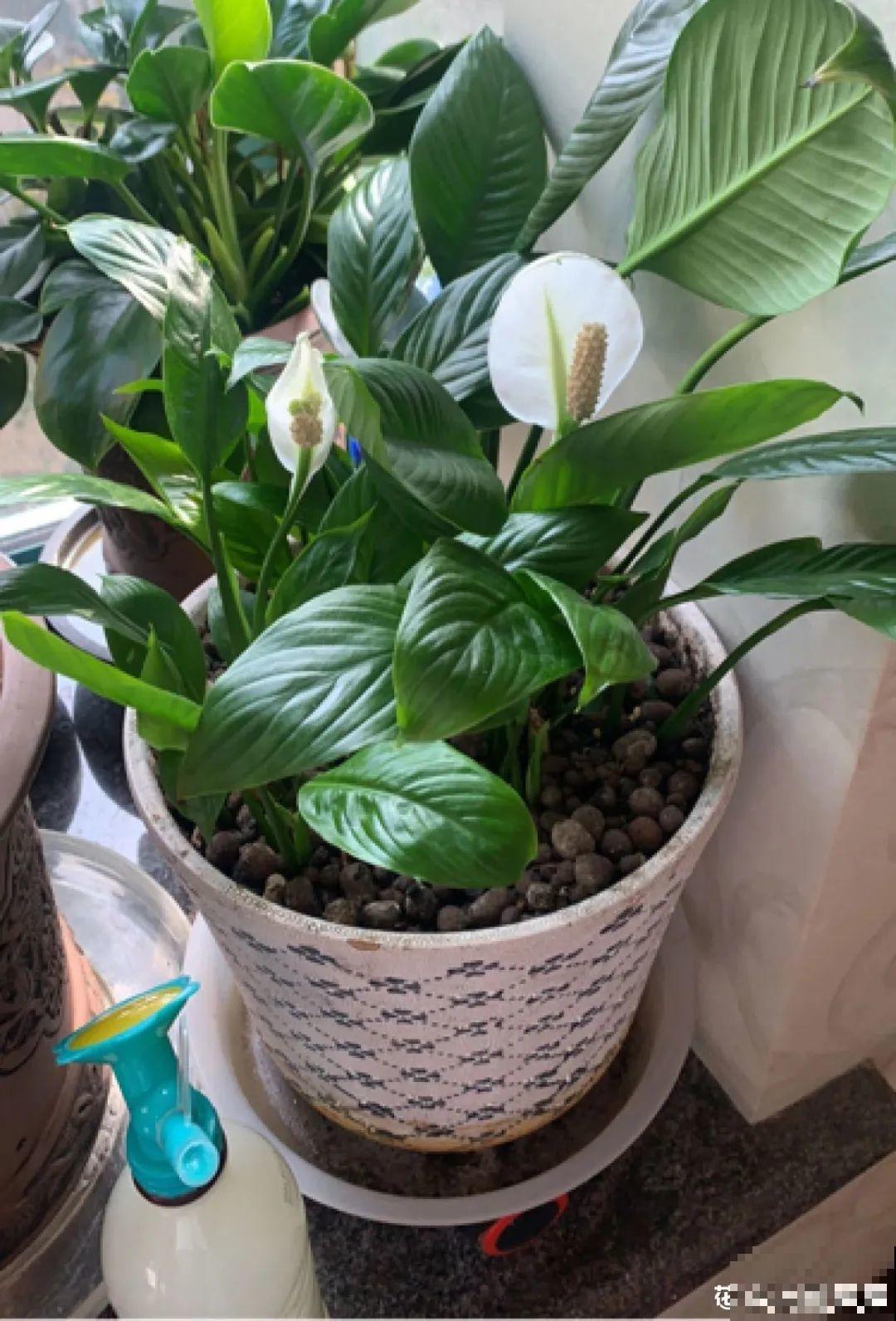 24种花,净化空气最厉害,绿萝竟然倒数! 24种花,净化空气最厉害,绿萝竟然倒数!