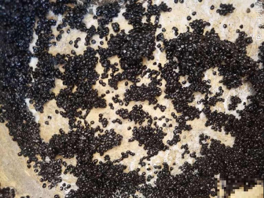 买花种子总是不对版,记住这些种子,少上当! 买花种子总是不对版,记住这些种子,少上当!