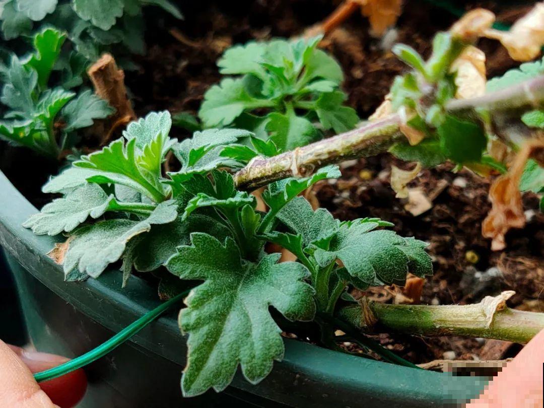 水仙要想开花,坚决不能长成高个子,不然今年没花看! 水仙要想开花,坚决不能长成高个子,不然今年没花看!