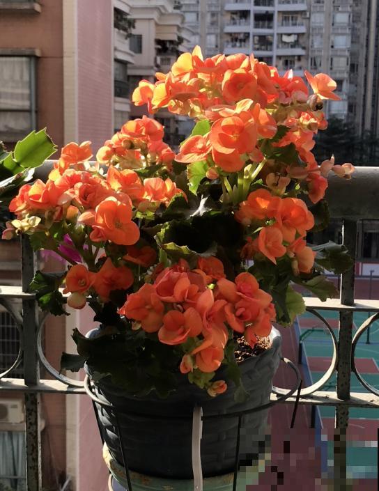 4种高颜值的秋海棠，耐阴好养，一年四季都有花赏！