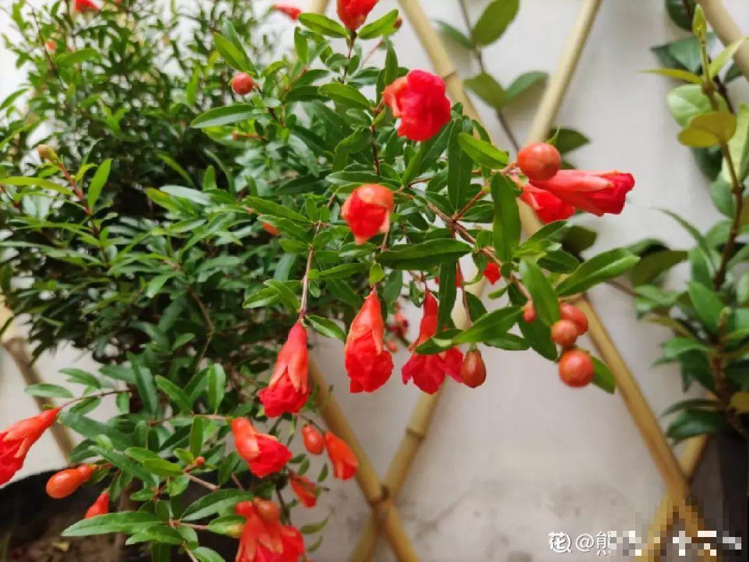大门口种棵花，吉利又好看，镇宅保平安