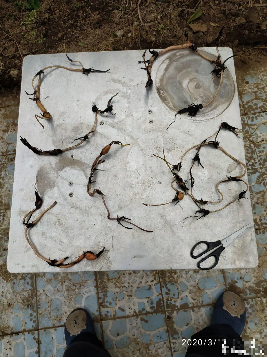 春天给花分株，1盆变成多盆，很快爆盆