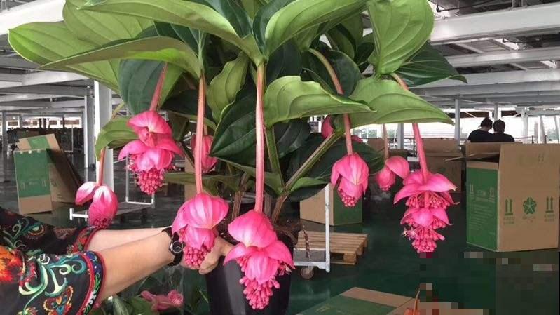 家里养4种花，气质格调一样不少，就是贵！