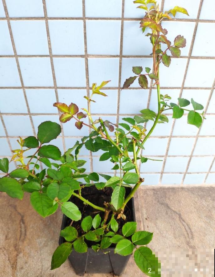 月季养护要选择合适的盆，不能盲目跟风，不然很难爆盆