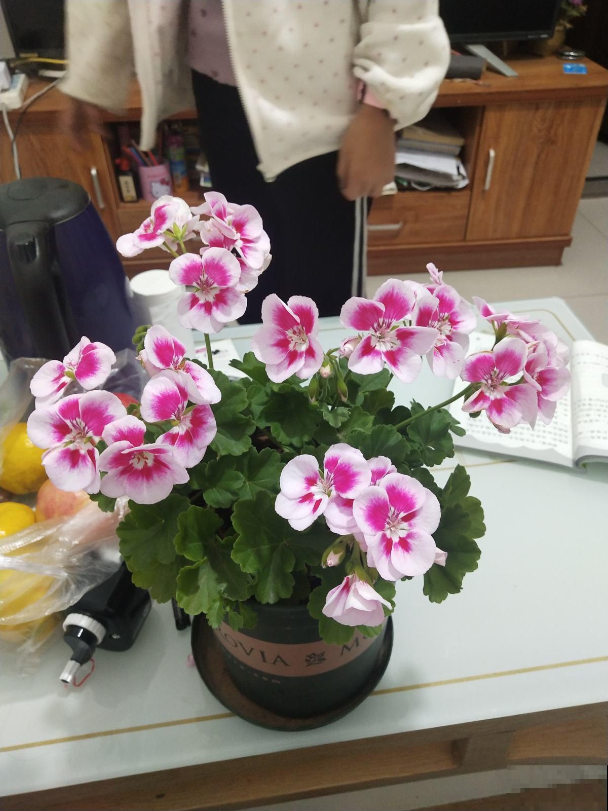 天竺葵开花又多又美，在家养一盆，春天阳台变花园