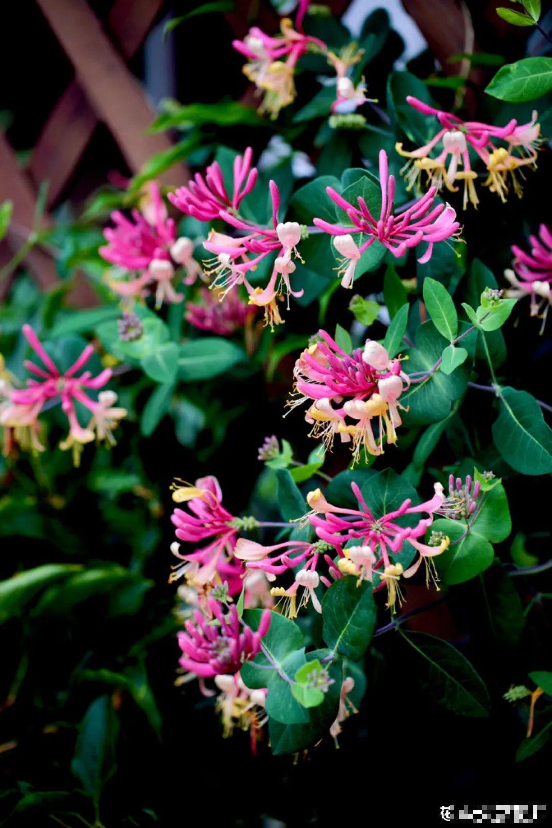 梦想有个院子，养花弄草，过舒心日子！