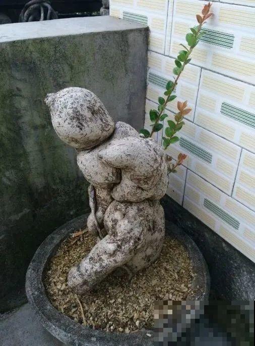 农村树上长出大萝卜?开出灯笼花,价格贵的出奇! 农村树上长出大萝卜?开出灯笼花,价格贵的出奇!