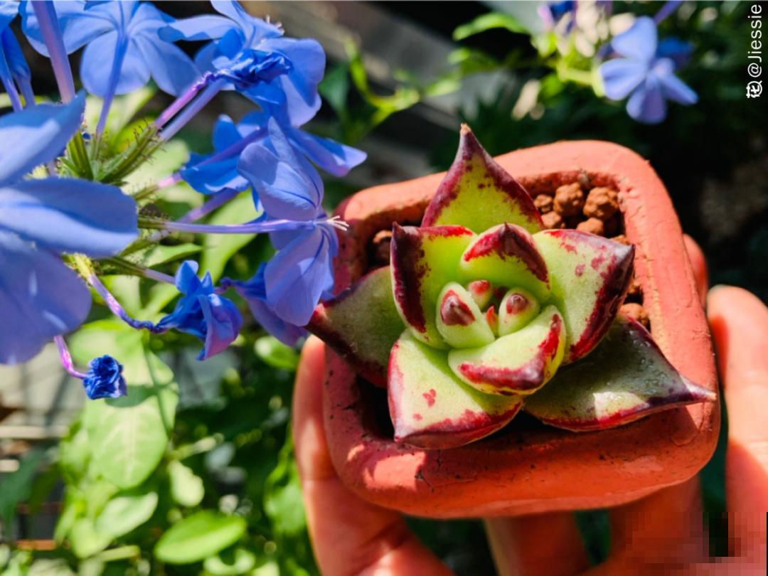 小阳台也能养多肉，一尺一寸，都是繁华！