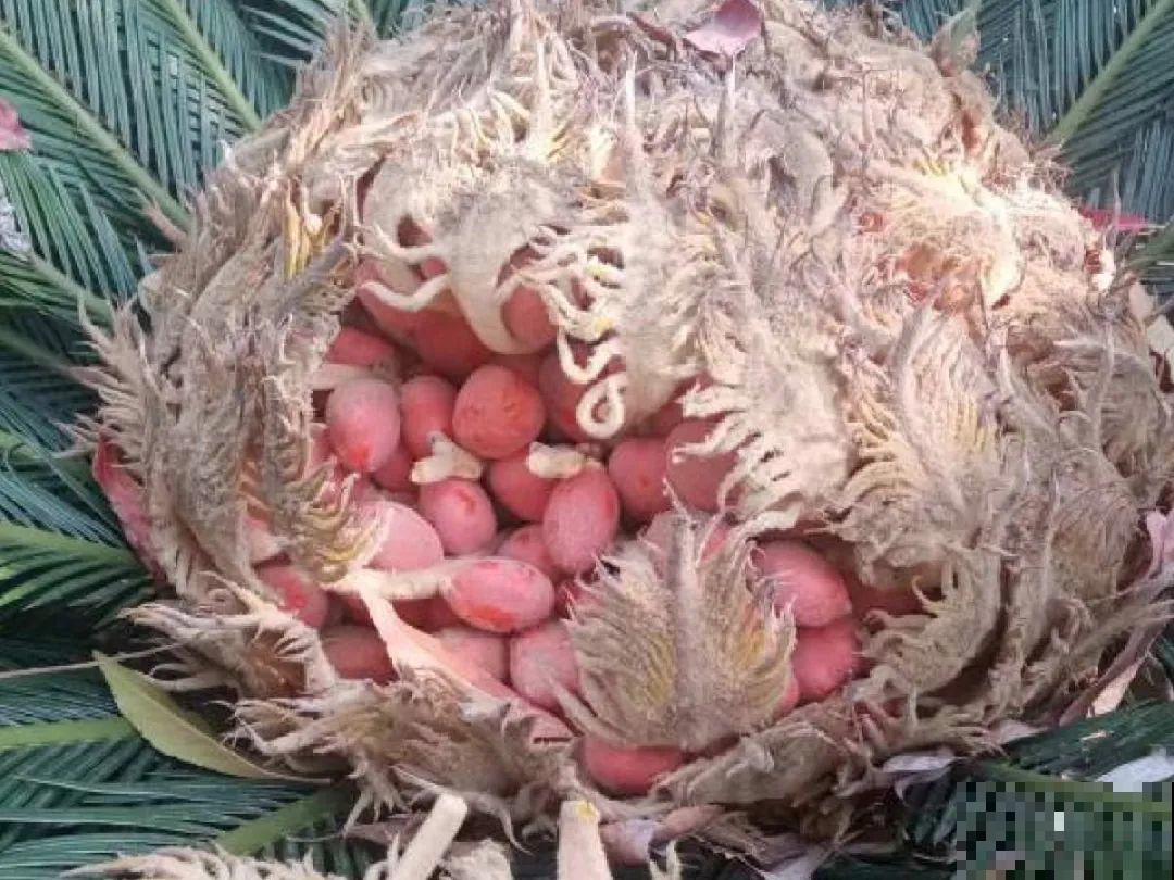 16种花，能养成传家宝，养个几十年没问题