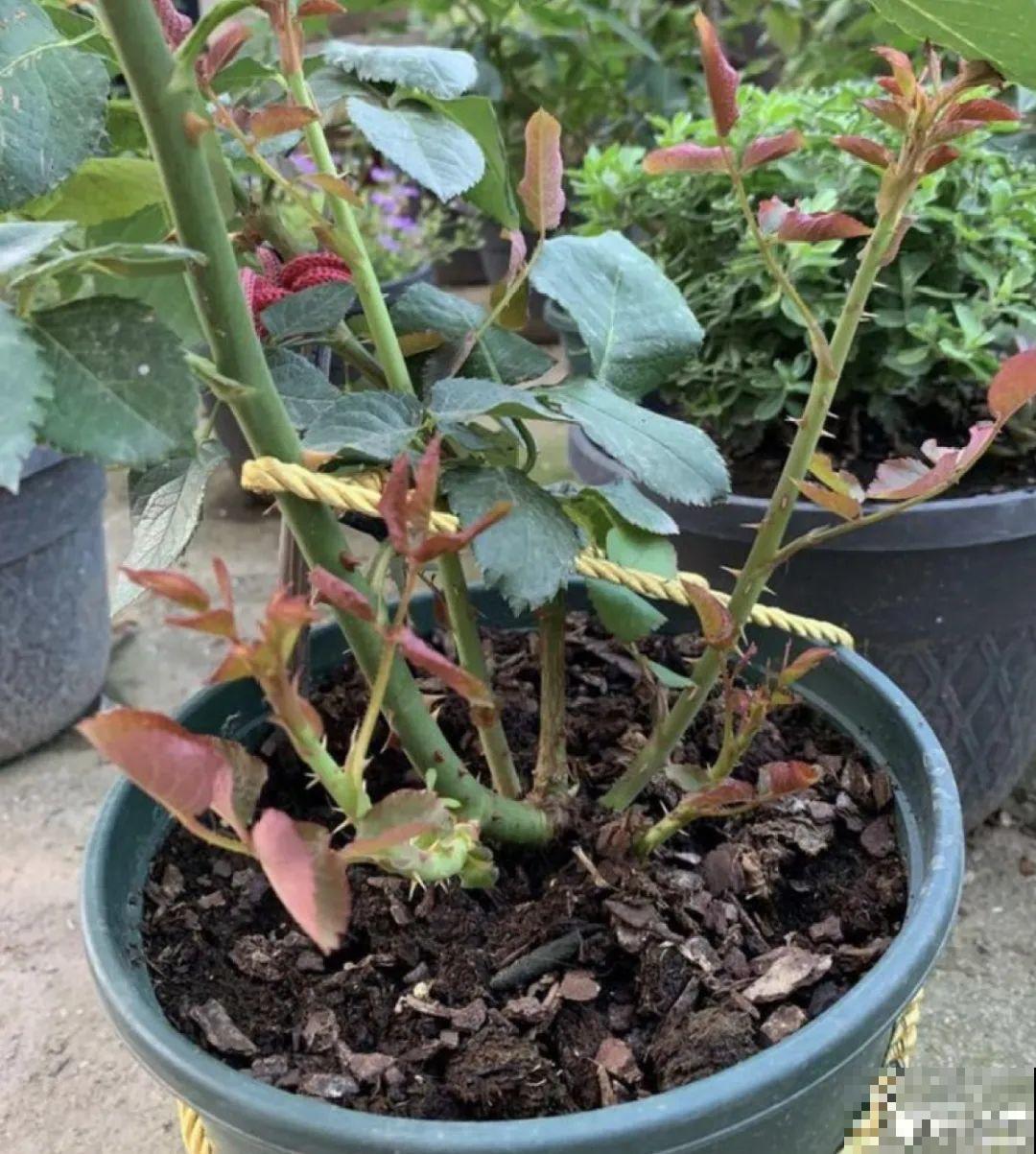 鱼肠肥、大骨粉，现在埋几勺，春天开花上百朵