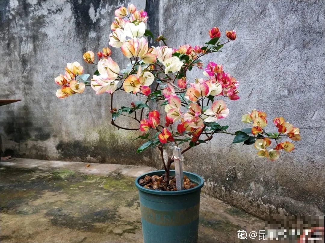 20种花春天开得正盛,花期长、容易爆花,虫害少! 20种花春天开得正盛,花期长、容易爆花,虫害少!