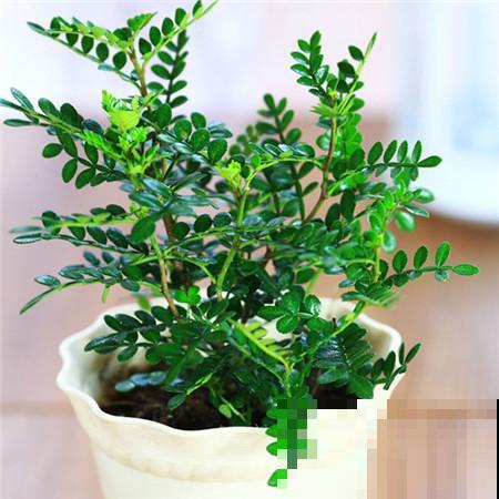 清香木真的很“清香”,家里养一盆,根本不用买香薰! 清香木真的很“清香”,家里养一盆,根本不用买香薰!