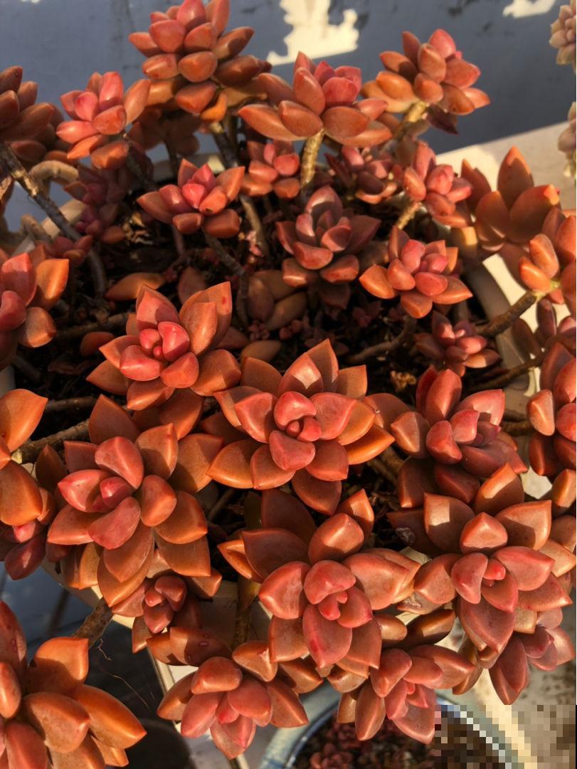 生根超快的多肉，摘片叶子撒土里，呼呼长嫩芽