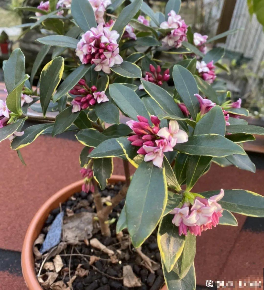 16种高颜值花，冬天耐寒不娇气，新手也能养爆盆