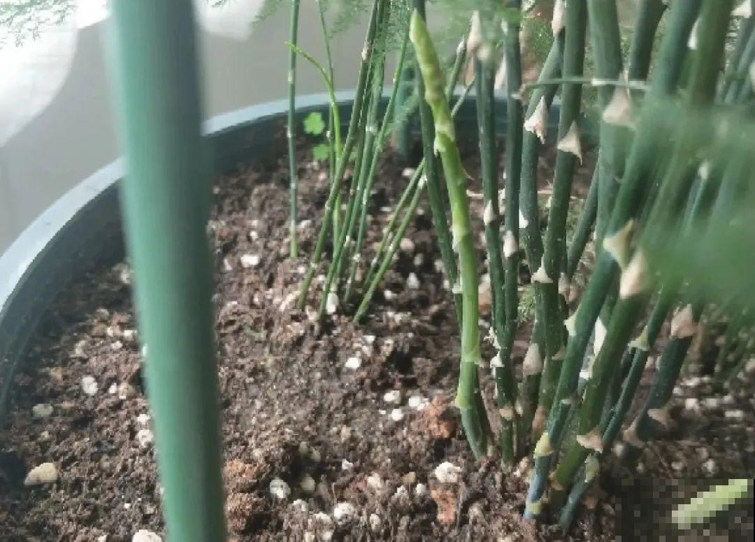 虎皮兰扒层土，嗖嗖冒芽，长得特旺