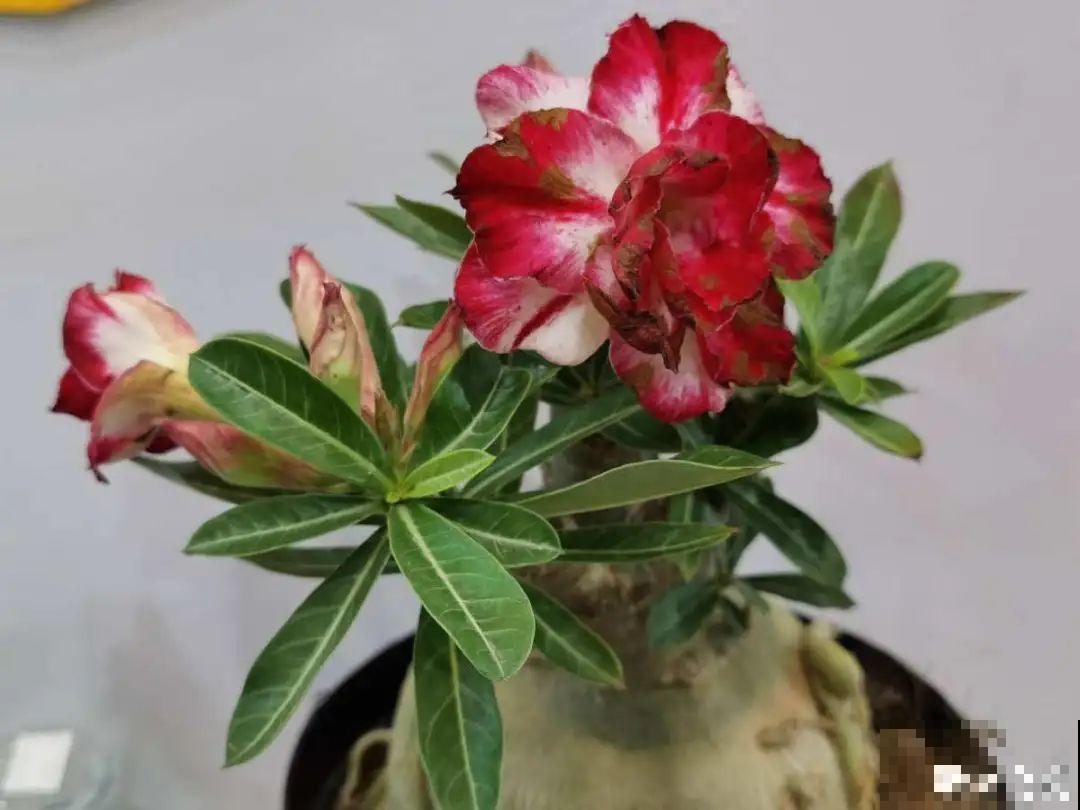 低于5度，6种花一整个冬天不浇水，也能照样活！