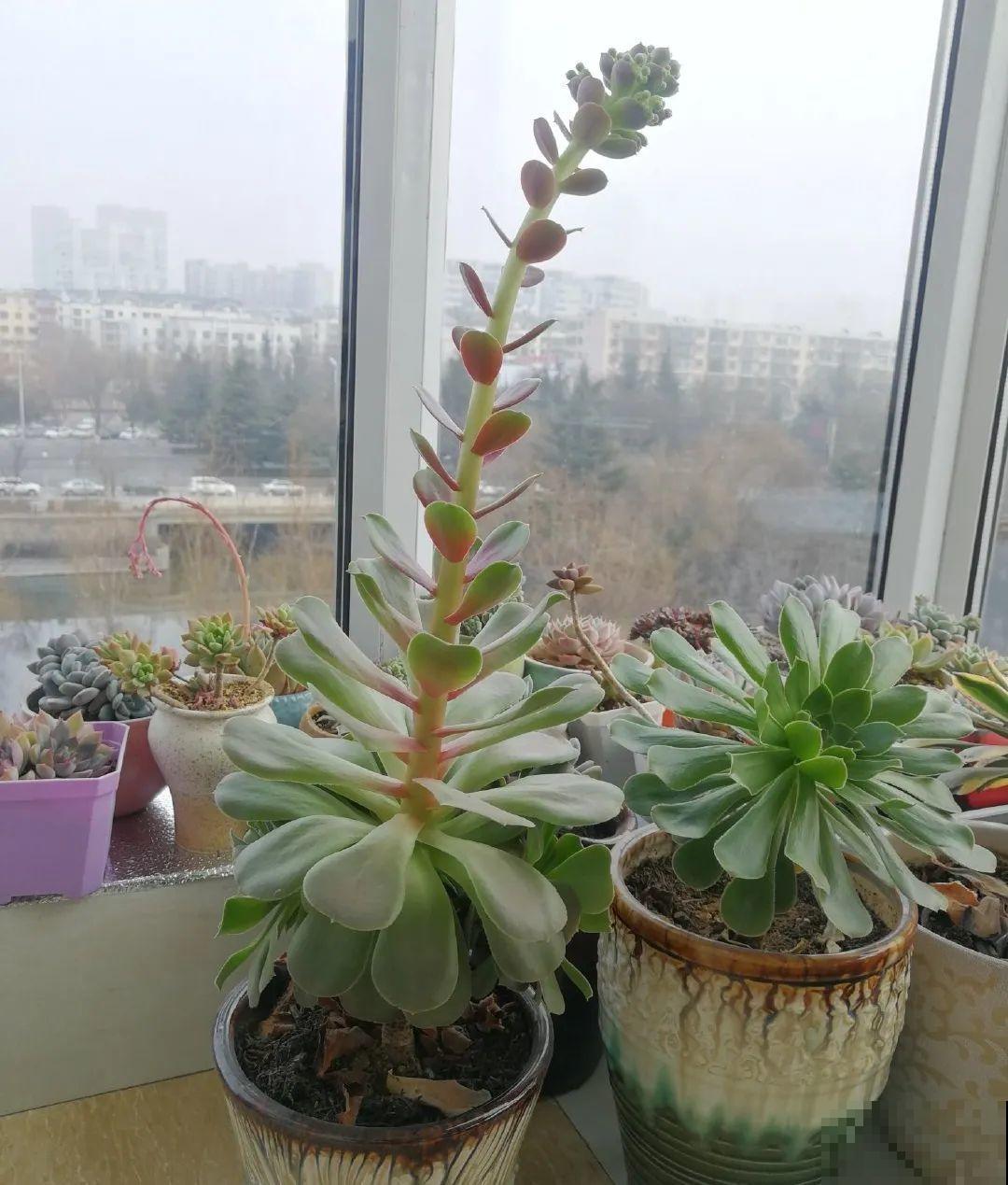 百合开花不是一次性，开完要施肥，1盆能生20盆