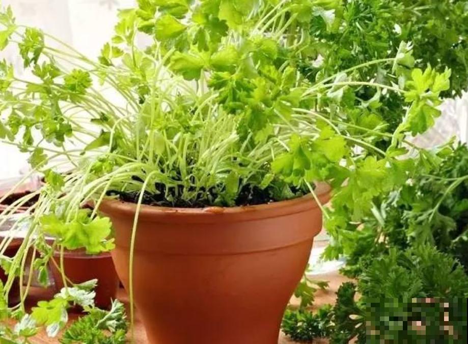 养这5种香草植物，好闻又好看，家里连香料都省了！