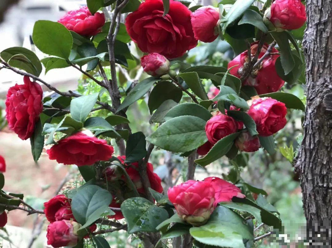 16种花，能养成传家宝，养个几十年没问题