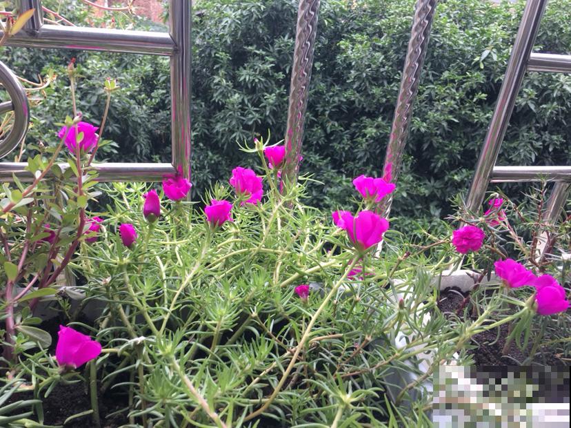 春天养5种花，很快就能花开满园，开花超美