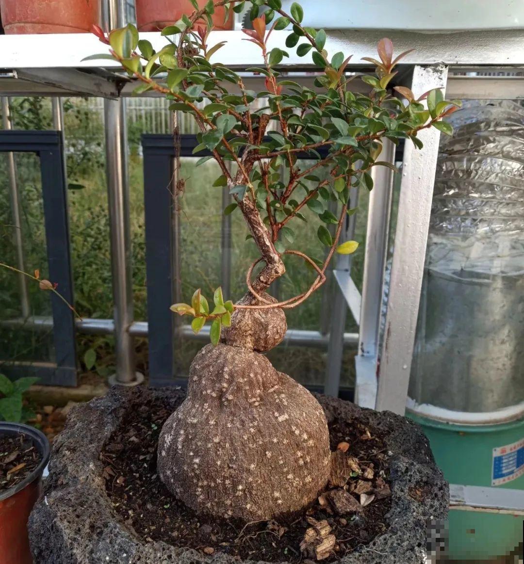 农村树上长出大萝卜?开出灯笼花,价格贵的出奇! 农村树上长出大萝卜?开出灯笼花,价格贵的出奇!