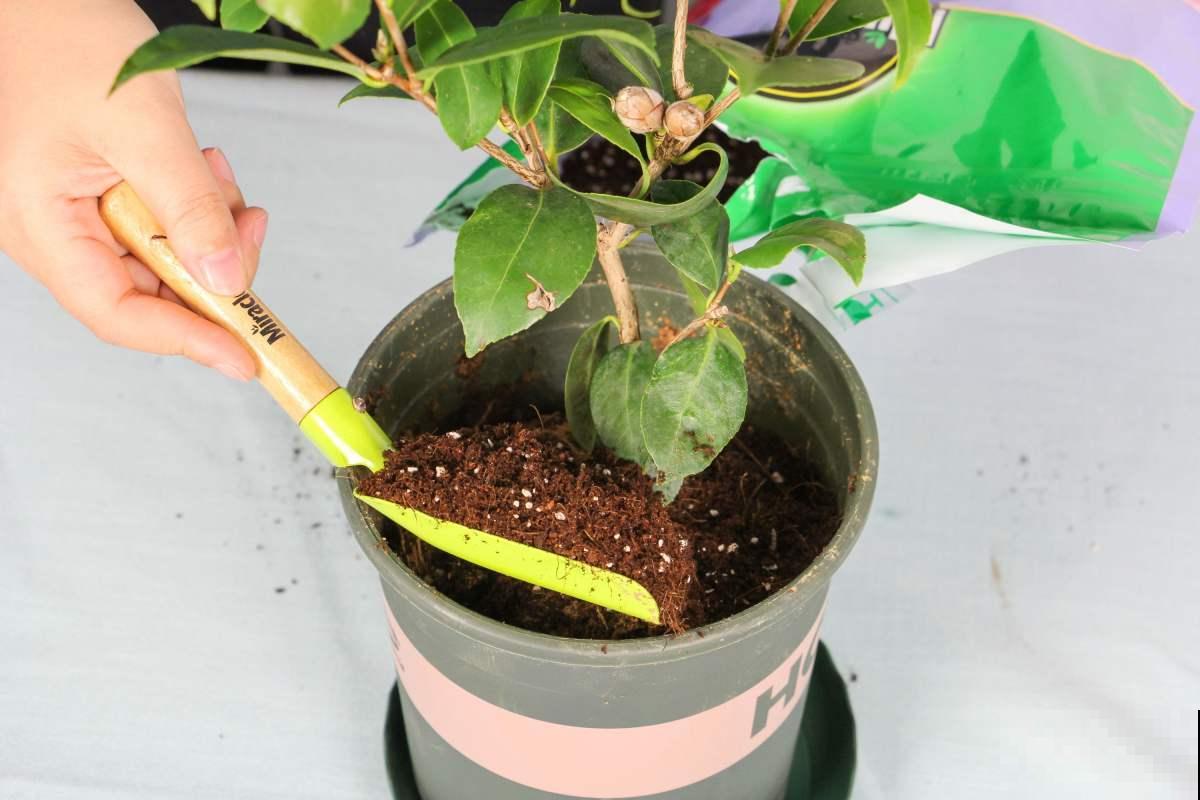养花换盆做不好这4点，花卉很难养得活，换了等于没换！