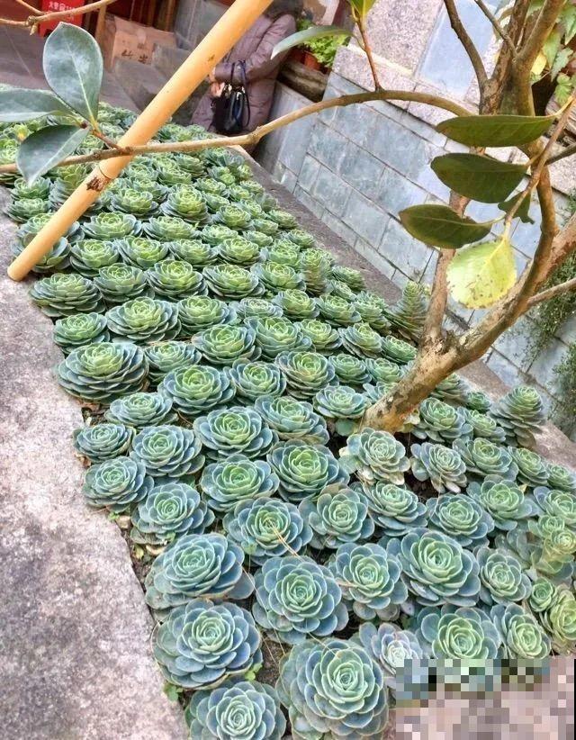 山上的尼姑庵,只养花不烧香,看完想出家 山上的尼姑庵,只养花不烧香,看完想出家