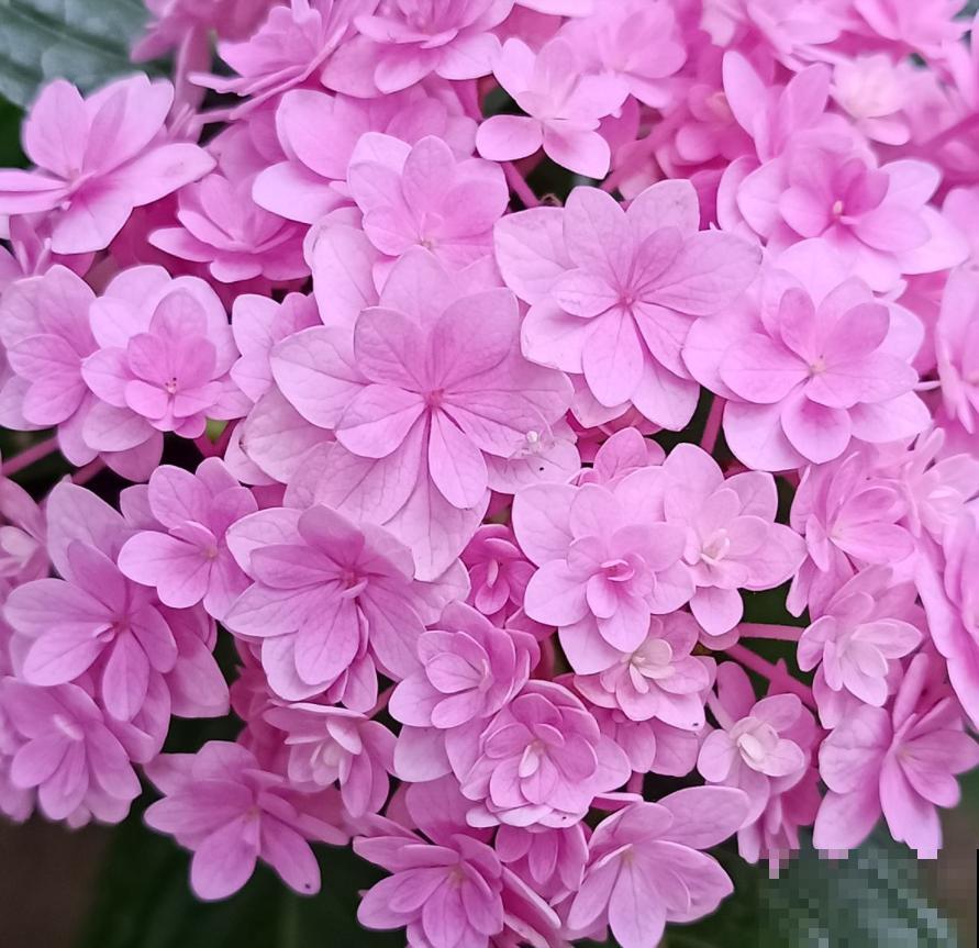 这几种花脾气差，动不动就“打架”，最后两败俱伤成笑话！