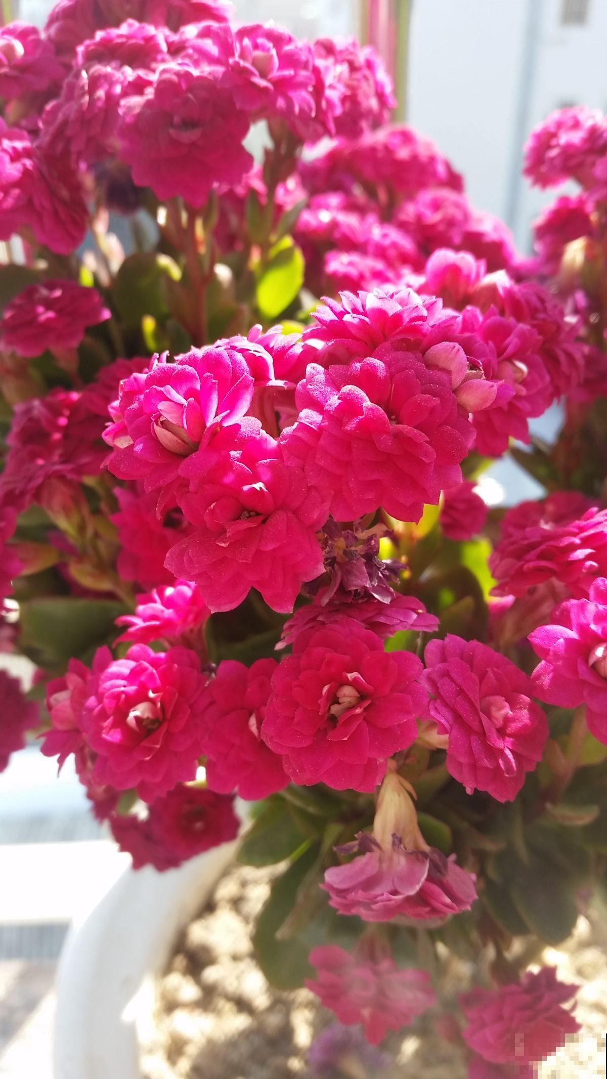 家里的快递盒子别丢掉,拿来养花效果好,还特省钱 家里的快递盒子别丢掉,拿来养花效果好,还特省钱