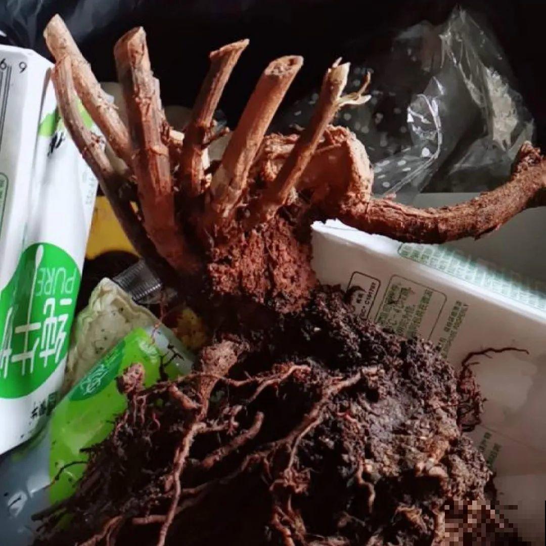 10年的绣球大老桩，九块钱也别买，难开花还浪费感情